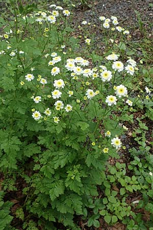 Tanacetum parthenium \ Mutterkraut / Feverfew, D Salm&uuml;nster 20.6.2020