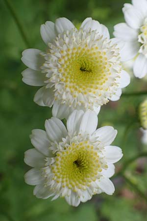 Tanacetum parthenium \ Mutterkraut / Feverfew, D Salm&uuml;nster 20.6.2020