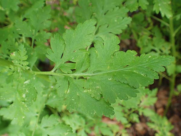 Tanacetum parthenium \ Mutterkraut / Feverfew, D Salm&uuml;nster 20.6.2020
