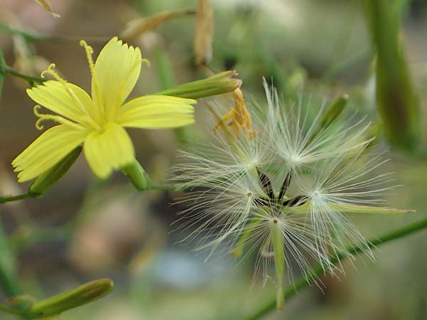 Mycelis muralis \ Gemeiner Mauer-Lattich / Wall Lettuce, D Schwarzwald/Black-Forest, Wild-Renchtal 7.8.2015