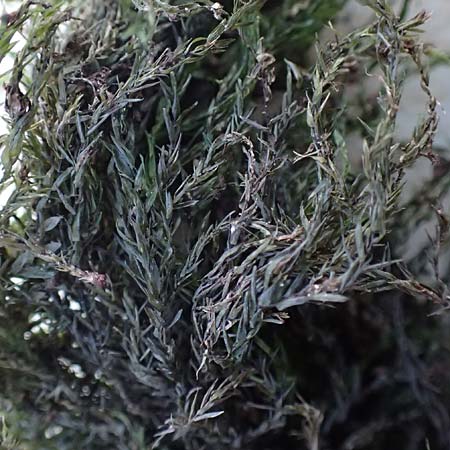 Fontinalis antipyretica \ Brunnen-Moos / Willow Moss, Antifever Fontinalis Moss, D Mannheim 15.1.2017