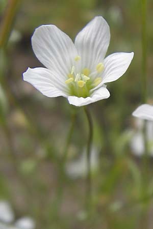 Moenchia mantica \ Verona-Wei�miere / Verona Chickweed, D Botan. Gar.  Universit.  Mainz 11.7.2009