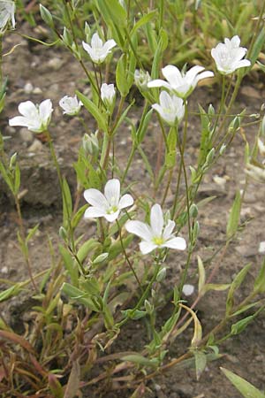 Moenchia mantica \ Verona-Wei�miere / Verona Chickweed, D Botan. Gar.  Universit.  Mainz 11.7.2009