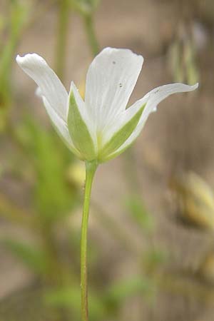 Moenchia mantica \ Verona-Wei�miere / Verona Chickweed, D Botan. Gar.  Universit.  Mainz 11.7.2009