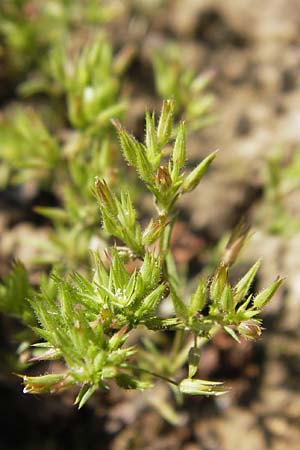 Sabulina mediterranea \ Mittelmeer-Miere, Mediterrane Miere / Mediterranean Sandwort, D  8.6.2013