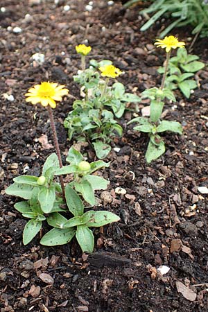 Melampodium montanum, Sterntaler
