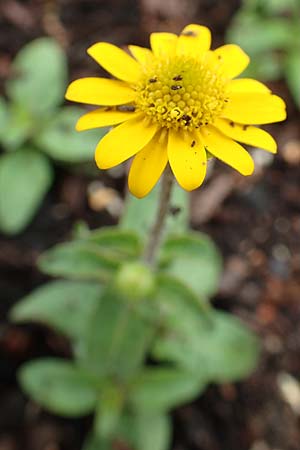 Melampodium montanum / Mountain Blackfoot, D Schalksm&uuml;hle 11.7.2018