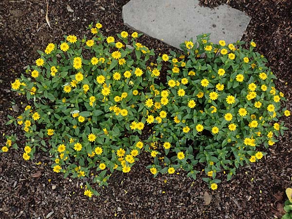 Melampodium montanum / Mountain Blackfoot, D Schalksm&uuml;hle 11.7.2018