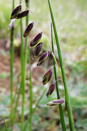 Melica nutans \ Nickendes Perlgras / Mountain Melick, D Langg&ouml;ns 25.4.2015