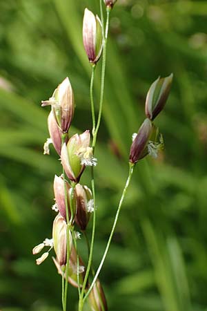 Melica nutans \ Nickendes Perlgras / Mountain Melick, D Heidelberg 29.4.2017