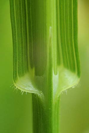 Melica nutans \ Nickendes Perlgras / Mountain Melick, D Heidelberg 29.4.2017