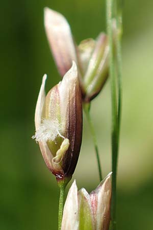 Melica nutans \ Nickendes Perlgras / Mountain Melick, D Heidelberg 29.4.2017