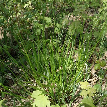 Melica nutans \ Nickendes Perlgras / Mountain Melick, D Markgr&ouml;ningen 18.4.2018