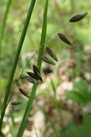 Melica nutans \ Nickendes Perlgras / Mountain Melick, D Markgr&ouml;ningen 18.4.2018
