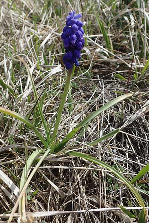 Muscari neglectum, &Uuml;bersehene Traubenhyazinthe, Weinbergs-Tr&auml;ubel