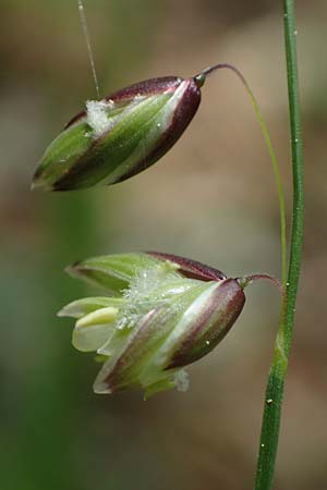 Melica nutans \ Nickendes Perlgras / Mountain Melick, D Dietfurt 5.5.2022