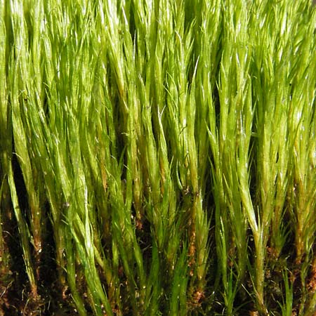 Ditrichum flexicaule ? \ Verbogenstieliges Doppelhaarmoos / BendyDitrichum, D Bad D&uuml;rkheim 4.2.2007