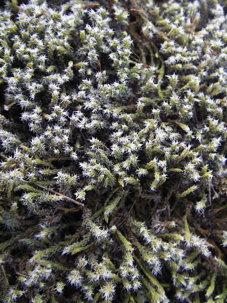 Campylopus introflexus, Heath Star Moss