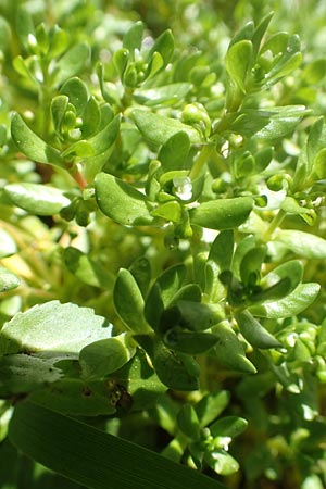 Montia fontana subsp. fontana \ Quellkraut / Blinks, D Schwarzwald/Black-Forest, Notschrei 10.7.2016