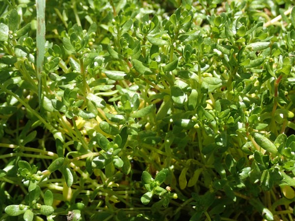 Montia fontana subsp. fontana \ Quellkraut / Blinks, D Schwarzwald/Black-Forest, Notschrei 10.7.2016