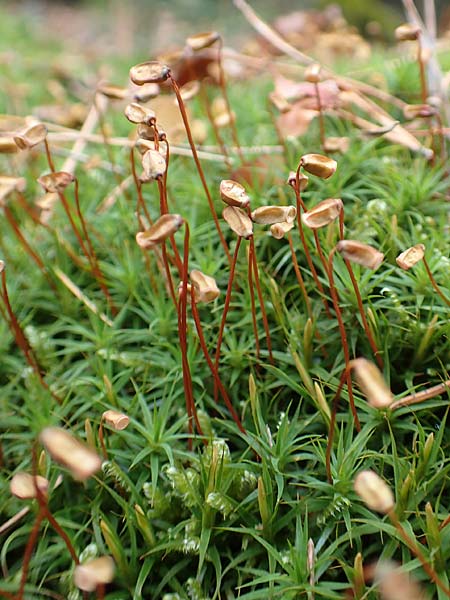 Pogonatum aloides \ Aloe�hnliches Filzm�tzen-Moos / Aloe Haircap, D Odenwald, Beerfelden 18.2.2017