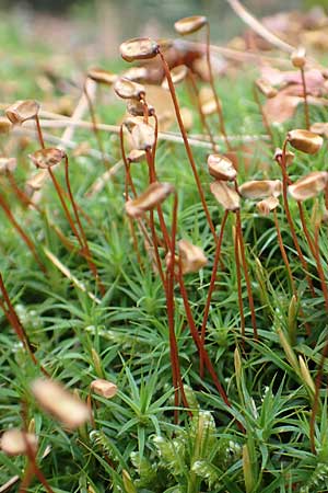 Pogonatum aloides \ Aloe�hnliches Filzm�tzen-Moos / Aloe Haircap, D Odenwald, Beerfelden 18.2.2017