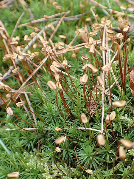 Pogonatum aloides \ Aloe�hnliches Filzm�tzen-Moos / Aloe Haircap, D Odenwald, Beerfelden 18.2.2017