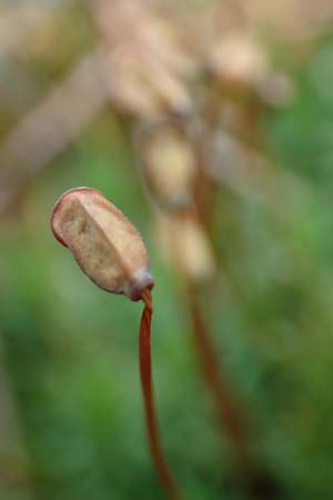 Pogonatum aloides \ Aloe�hnliches Filzm�tzen-Moos / Aloe Haircap, D Odenwald, Beerfelden 18.2.2017