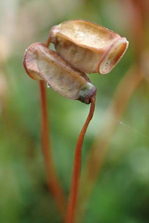 Pogonatum aloides \ Aloe�hnliches Filzm�tzen-Moos / Aloe Haircap, D Odenwald, Beerfelden 18.2.2017