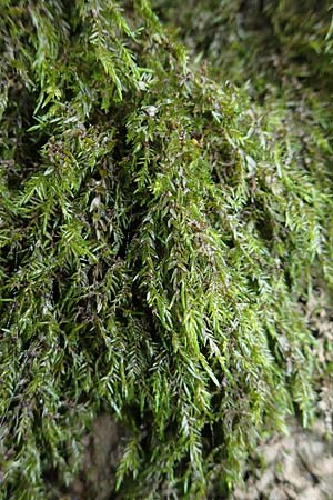 Fontinalis antipyretica \ Brunnen-Moos / Willow Moss, Antifever Fontinalis Moss, D Wei&szlig;enthurm-Kaltenengers 27.9.2017