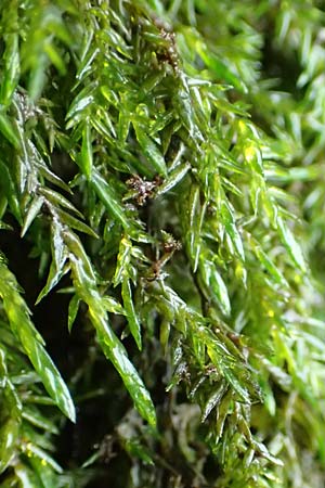 Fontinalis antipyretica \ Brunnen-Moos / Willow Moss, Antifever Fontinalis Moss, D Wei&szlig;enthurm-Kaltenengers 27.9.2017