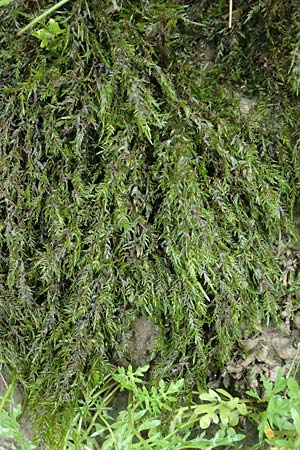Fontinalis antipyretica \ Brunnen-Moos / Willow Moss, Antifever Fontinalis Moss, D Wei&szlig;enthurm-Kaltenengers 27.9.2017