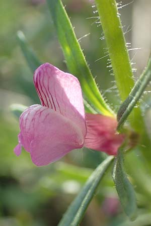 Misopates orontium \ Acker-L�wenmaul, Gro�er Orant / Weasel's-Snout, Lesser Snapdragon, D Gladenbach 8.10.2018