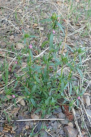 Misopates orontium \ Acker-L�wenmaul, Gro�er Orant / Weasel's-Snout, Lesser Snapdragon, D Gladenbach 8.10.2018