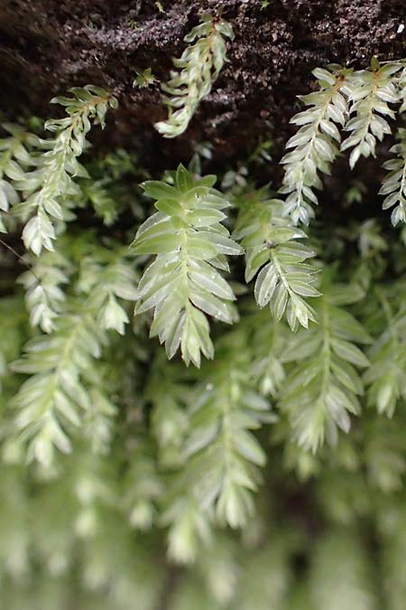Fissidens taxifolius \ Eibenbl�ttriges Spaltzahnmoos, Erd-Spaltzahnmoos / Common Pocket Moss, Yew-Leaved Pocket Moss, D Trippstadt 23.4.2022