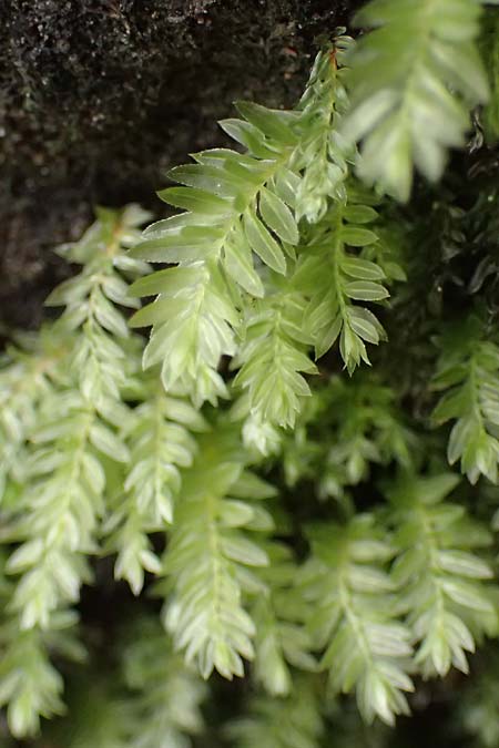 Fissidens taxifolius \ Eibenbl�ttriges Spaltzahnmoos, Erd-Spaltzahnmoos / Common Pocket Moss, Yew-Leaved Pocket Moss, D Trippstadt 23.4.2022