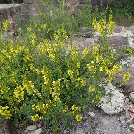 Melilotus officinalis \ Echter Steinklee, Gew�hnlicher Honigklee, D Th&uuml;ringen, Kyffh&auml;userdenkmal 8.6.2022