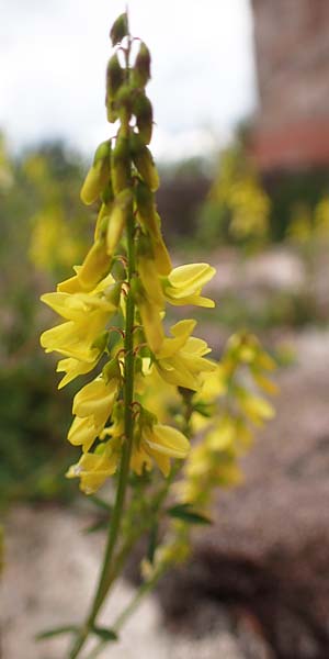 Melilotus officinalis \ Echter Steinklee, Gew�hnlicher Honigklee, D Th&uuml;ringen, Kyffh&auml;userdenkmal 8.6.2022