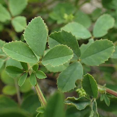 Melilotus officinalis \ Echter Steinklee, Gew�hnlicher Honigklee, D Th&uuml;ringen, Kyffh&auml;userdenkmal 8.6.2022