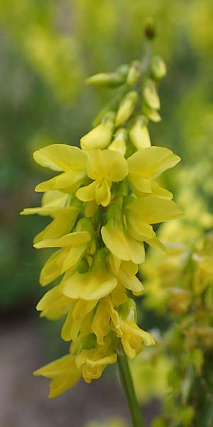 Melilotus officinalis \ Echter Steinklee, Gew�hnlicher Honigklee, D Th&uuml;ringen, Kyffh&auml;userdenkmal 8.6.2022