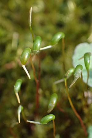 Calliergonella cuspidata \ Spitzbl�ttriges Spie�-Moos / Pointed Spear Moss, D Bochum 12.4.2025