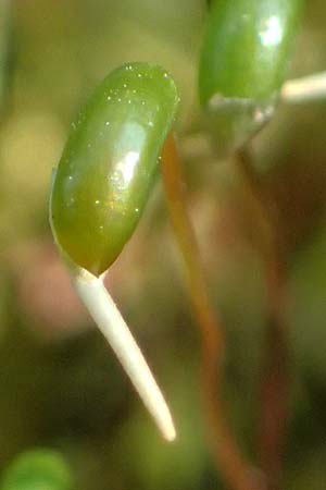 Calliergonella cuspidata \ Spitzbl�ttriges Spie�-Moos / Pointed Spear Moss, D Bochum 12.4.2025