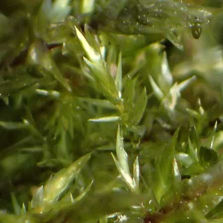 Calliergonella cuspidata \ Spitzbl�ttriges Spie�-Moos / Pointed Spear Moss, D Bochum 12.4.2025