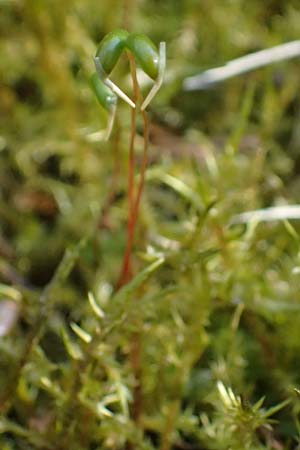 Calliergonella cuspidata \ Spitzbl�ttriges Spie�-Moos / Pointed Spear Moss, D Bochum 12.4.2025