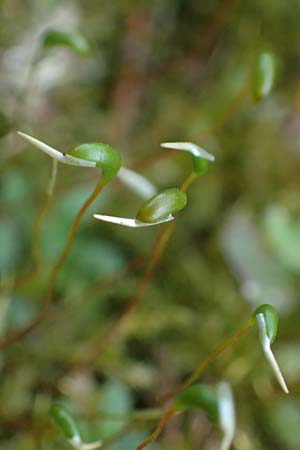 Calliergonella cuspidata \ Spitzbl�ttriges Spie�-Moos / Pointed Spear Moss, D Bochum 12.4.2025
