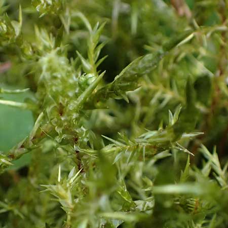 Calliergonella cuspidata \ Spitzbl�ttriges Spie�-Moos / Pointed Spear Moss, D Bochum 12.4.2025