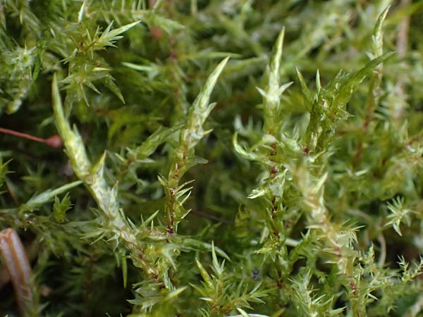 Calliergonella cuspidata \ Spitzbl�ttriges Spie�-Moos / Pointed Spear Moss, D Bochum 12.4.2025
