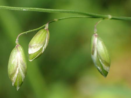 Melica picta \ Buntes Perlgras / Colorful Melick, D Gochsheim 17.5.2018