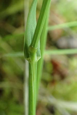 Melica picta \ Buntes Perlgras / Colorful Melick, D Gochsheim 17.5.2018