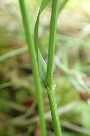 Melica picta \ Buntes Perlgras / Colorful Melick, D Gochsheim 17.5.2018